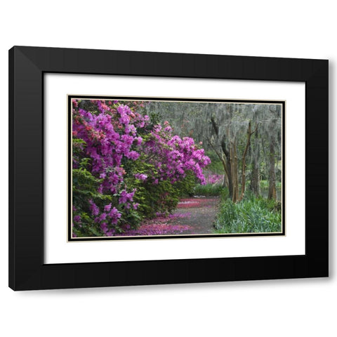 South Carolina Blooming azaleas Black Modern Wood Framed Art Print with Double Matting by Rotenberg, Nancy