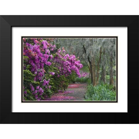 South Carolina Blooming azaleas Black Modern Wood Framed Art Print with Double Matting by Rotenberg, Nancy