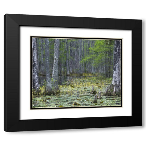 USA, South Carolina, Cypress Gardens Black Modern Wood Framed Art Print with Double Matting by Rotenberg, Nancy
