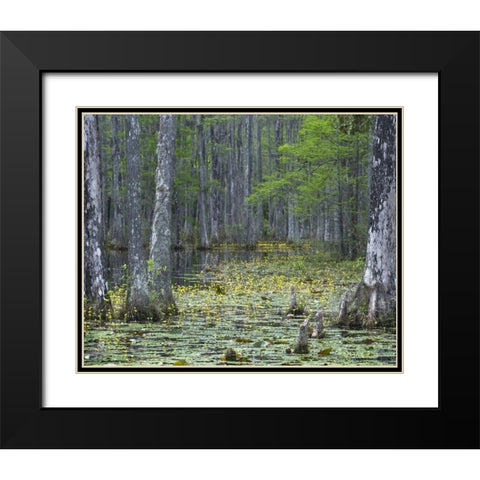 USA, South Carolina, Cypress Gardens Black Modern Wood Framed Art Print with Double Matting by Rotenberg, Nancy