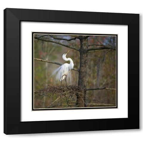 SC, Great egret in breeding plumage at nest Black Modern Wood Framed Art Print with Double Matting by Rotenberg, Nancy