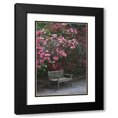 SC, Charleston A weathered bench under azaleas Black Modern Wood Framed Art Print with Double Matting by Flaherty, Dennis