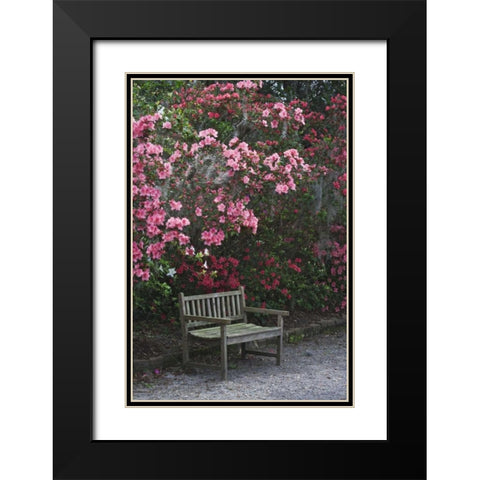 SC, Charleston A weathered bench under azaleas Black Modern Wood Framed Art Print with Double Matting by Flaherty, Dennis