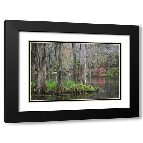 South Carolina, Charleston Moss on cypress trees Black Modern Wood Framed Art Print with Double Matting by Flaherty, Dennis