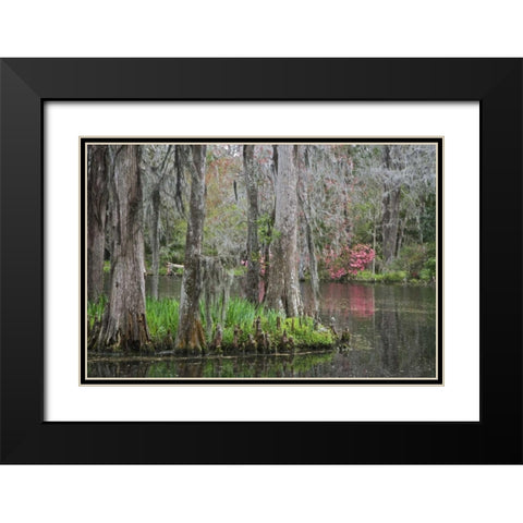 South Carolina, Charleston Moss on cypress trees Black Modern Wood Framed Art Print with Double Matting by Flaherty, Dennis