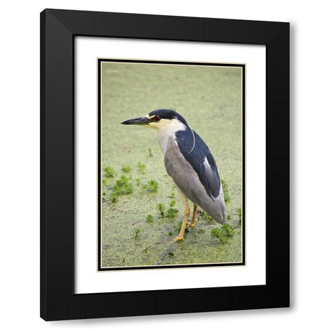 SC, Charleston Black-crowned night heron Black Modern Wood Framed Art Print with Double Matting by Flaherty, Dennis