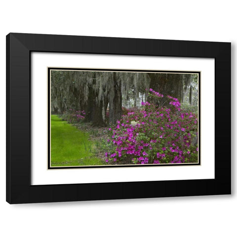South Carolina, Charleston Plantation scenic Black Modern Wood Framed Art Print with Double Matting by Flaherty, Dennis