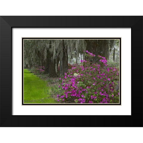 South Carolina, Charleston Plantation scenic Black Modern Wood Framed Art Print with Double Matting by Flaherty, Dennis