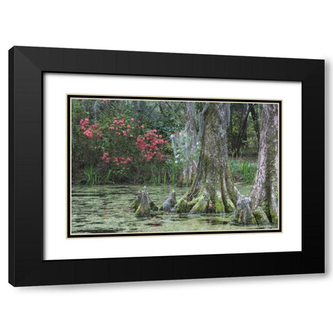 South Carolina, Charleston Trees and pond Black Modern Wood Framed Art Print with Double Matting by Flaherty, Dennis