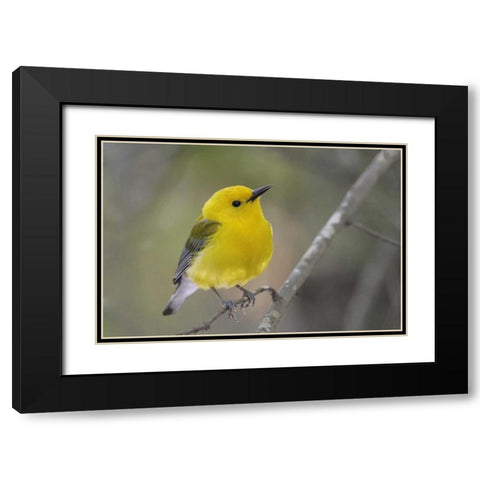 SC, Harleyville Prothonotary warbler on branch Black Modern Wood Framed Art Print with Double Matting by Morris, Arthur