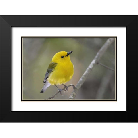 SC, Harleyville Prothonotary warbler on branch Black Modern Wood Framed Art Print with Double Matting by Morris, Arthur