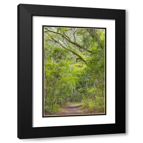 SC, Edisto Beach SP Oak trees line trail Black Modern Wood Framed Art Print with Double Matting by Paulson, Don