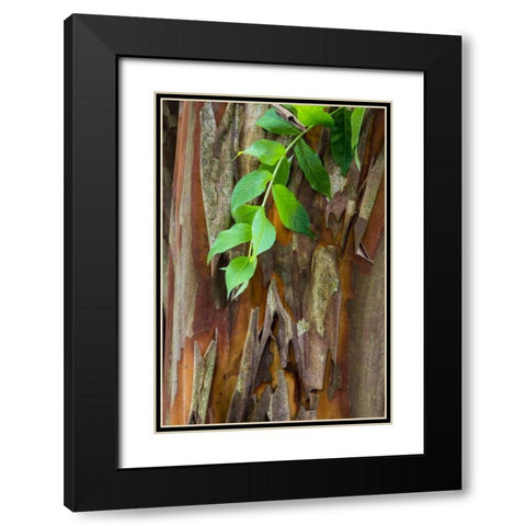 South Carolina, Charleston Crape myrtle bark Black Modern Wood Framed Art Print with Double Matting by Paulson, Don