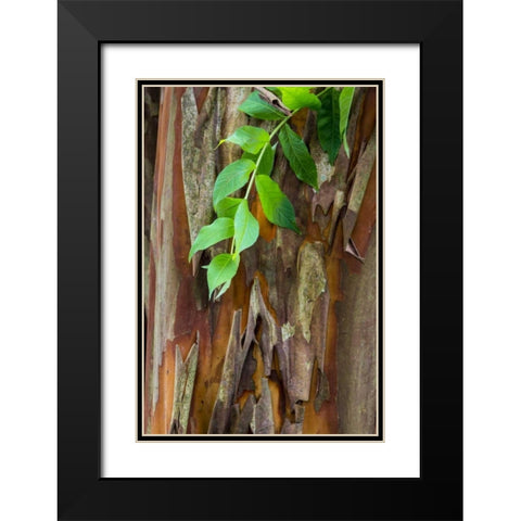 South Carolina, Charleston Crape myrtle bark Black Modern Wood Framed Art Print with Double Matting by Paulson, Don