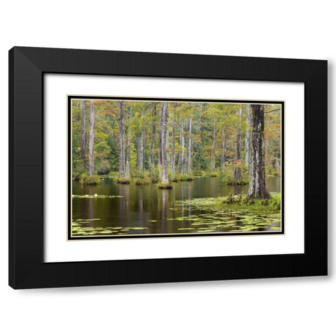 South Carolina Lily pads in cypress swamp Black Modern Wood Framed Art Print with Double Matting by Paulson, Don