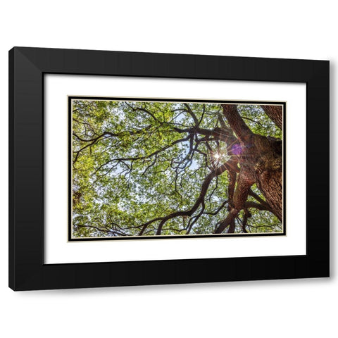 Usa-South Carolina-Charleston Black Modern Wood Framed Art Print with Double Matting by Looney, Hollice