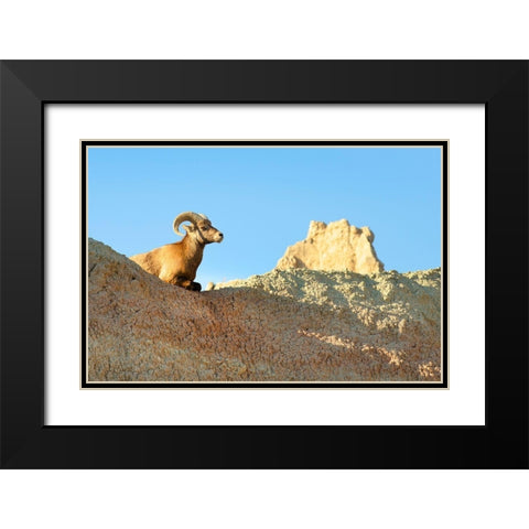 Rocky Mountain Bighorn Sheep (Ovis canadensis) Badlands National Park-South Dakota Black Modern Wood Framed Art Print with Double Matting by Majchrowicz, Alan