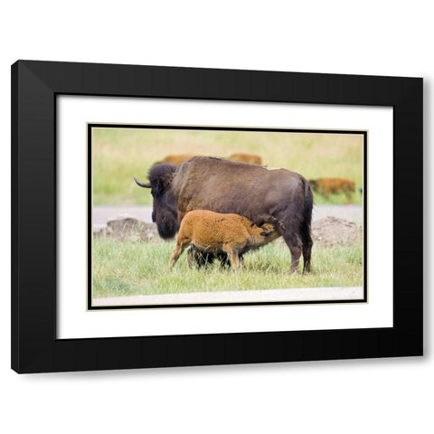 South Dakota, Custer SP Buffalo calf nursing Black Modern Wood Framed Art Print with Double Matting by Lord, Fred
