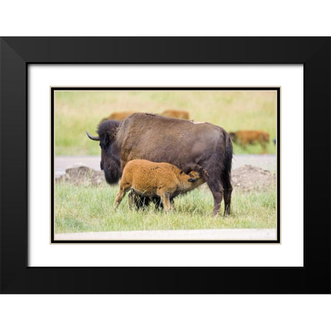 South Dakota, Custer SP Buffalo calf nursing Black Modern Wood Framed Art Print with Double Matting by Lord, Fred