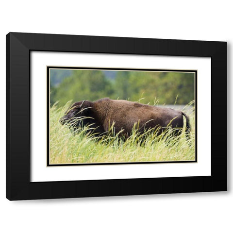 SD, Custer SP Adult buffalo in grassy field Black Modern Wood Framed Art Print with Double Matting by Lord, Fred