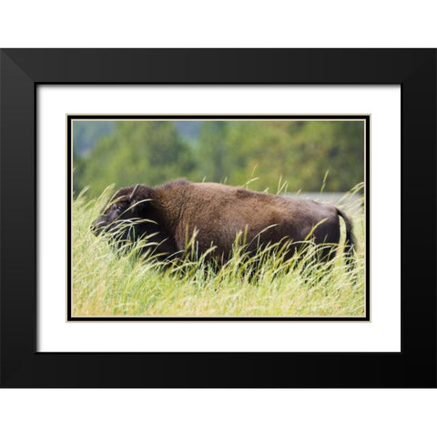 SD, Custer SP Adult buffalo in grassy field Black Modern Wood Framed Art Print with Double Matting by Lord, Fred