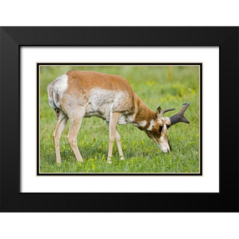 SD, Custer SP Adult male pronghorn grazing Black Modern Wood Framed Art Print with Double Matting by Lord, Fred