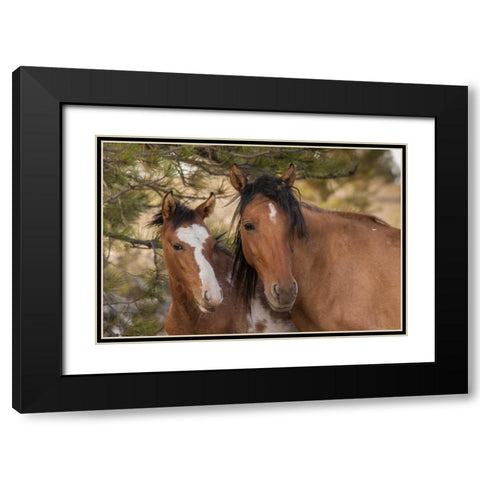 SD Portrait of wild horse mare and colt Black Modern Wood Framed Art Print with Double Matting by Illg, Cathy and Gordon