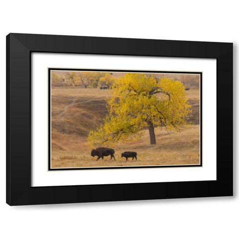 South Dakota, Custer SP Bison mother and calf Black Modern Wood Framed Art Print with Double Matting by Illg, Cathy and Gordon