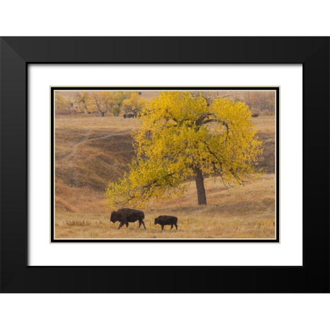 South Dakota, Custer SP Bison mother and calf Black Modern Wood Framed Art Print with Double Matting by Illg, Cathy and Gordon