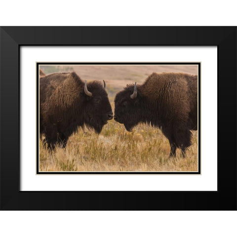 South Dakota, Custer SP Two bison face-to-face Black Modern Wood Framed Art Print with Double Matting by Illg, Cathy and Gordon