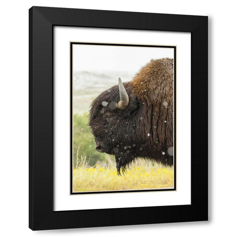 South Dakota, Custer State Park Profile of bison Black Modern Wood Framed Art Print with Double Matting by Illg, Cathy and Gordon