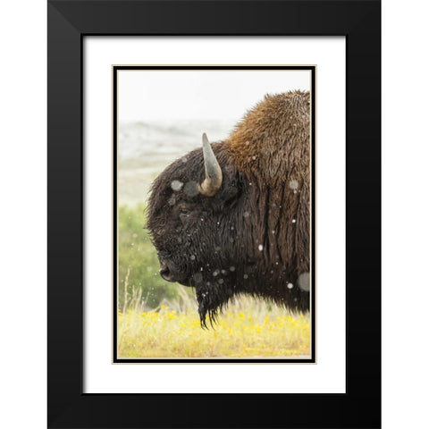 South Dakota, Custer State Park Profile of bison Black Modern Wood Framed Art Print with Double Matting by Illg, Cathy and Gordon