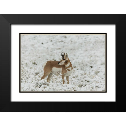 SD, Custer SP pronghorn in snow-covered field Black Modern Wood Framed Art Print with Double Matting by Illg, Cathy and Gordon