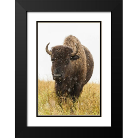 South Dakota, Custer SP Bison and snowflakes Black Modern Wood Framed Art Print with Double Matting by Illg, Cathy and Gordon