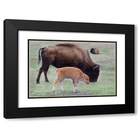 South Dakota-Custer State Park-Bison mother and calf-Bison bison Black Modern Wood Framed Art Print with Double Matting by Wild, Jamie and Judy