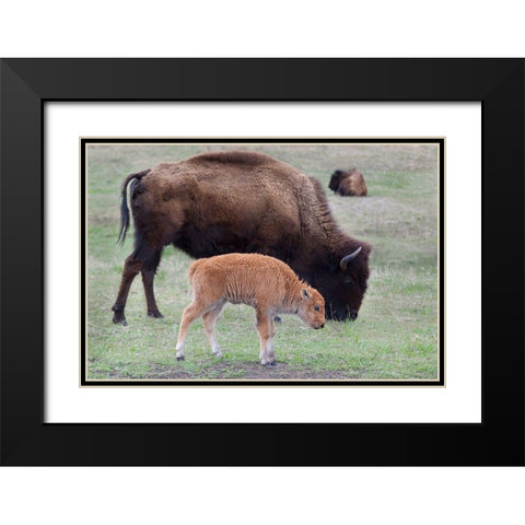 South Dakota-Custer State Park-Bison mother and calf-Bison bison Black Modern Wood Framed Art Print with Double Matting by Wild, Jamie and Judy