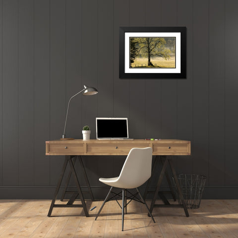 Tree backlit at sunrise-Cades Cove-Cades Cove-Smoky Mountains National Park-Tennessee Black Modern Wood Framed Art Print with Double Matting by Jones, Adam