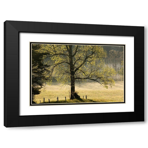 Tree backlit at sunrise-Cades Cove-Cades Cove-Smoky Mountains National Park-Tennessee Black Modern Wood Framed Art Print with Double Matting by Jones, Adam