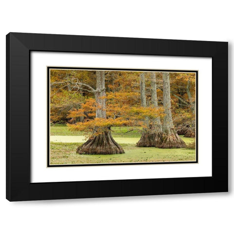 Autumn view of Bald Cypress trees-Reelfoot Lake State Park-Tennessee Black Modern Wood Framed Art Print with Double Matting by Jones, Adam