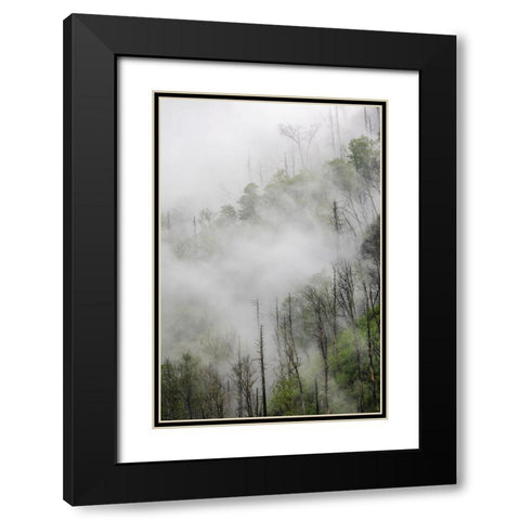 Fog drifting through black burned trees on mountain side-Great Smoky Mountains National Park Black Modern Wood Framed Art Print with Double Matting by Jones, Adam