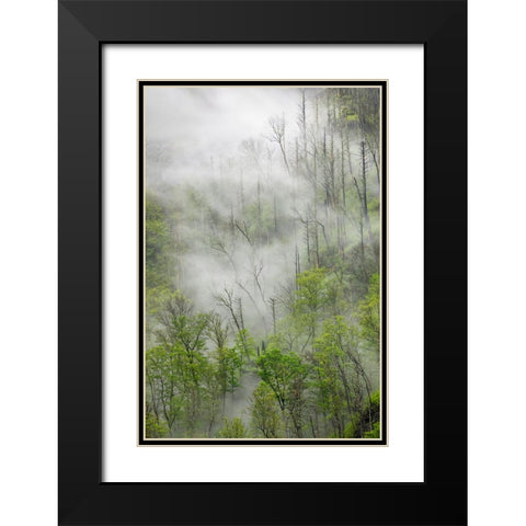 Fog drifting through black burned trees on mountain side-Great Smoky Mountains National Park Black Modern Wood Framed Art Print with Double Matting by Jones, Adam