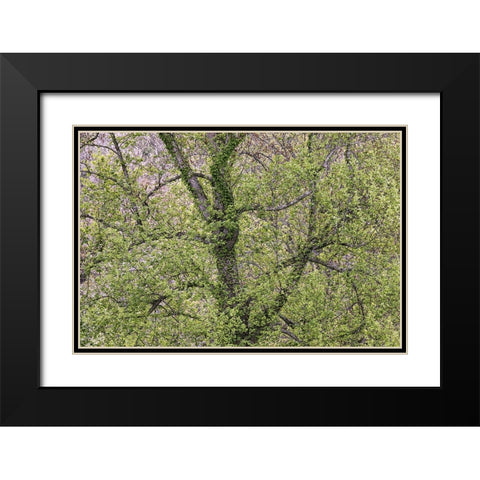Pattern of spring leaves and tree branches-Cades Cove-Great Smoky Mountains National Park-Tennessee Black Modern Wood Framed Art Print with Double Matting by Jones, Adam