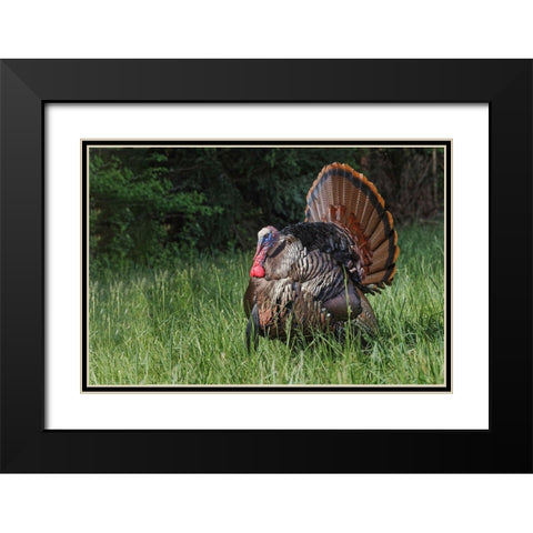 Male wild turkey in full breeding display Great Smoky Mountains-National Park-Tennessee Black Modern Wood Framed Art Print with Double Matting by Jones, Adam
