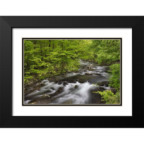 Spring view of forest along Middle Prong of Little Pigeon River-Great Smoky Mountains National Park Black Modern Wood Framed Art Print with Double Matting by Jones, Adam
