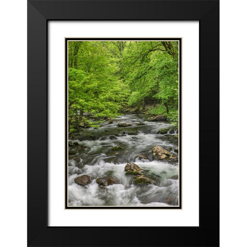 Spring view of forest along Middle Prong of Little Pigeon River-Great Smoky Mountains National Park Black Modern Wood Framed Art Print with Double Matting by Jones, Adam