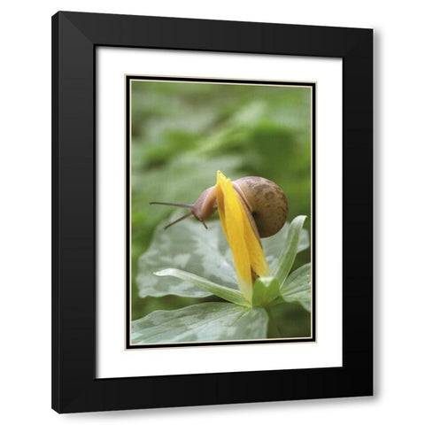TN, Great Smoky Mts Snail on trillium flower Black Modern Wood Framed Art Print with Double Matting by Paulson, Don