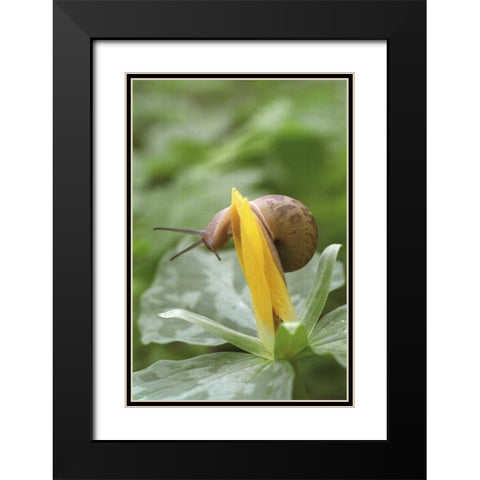 TN, Great Smoky Mts Snail on trillium flower Black Modern Wood Framed Art Print with Double Matting by Paulson, Don