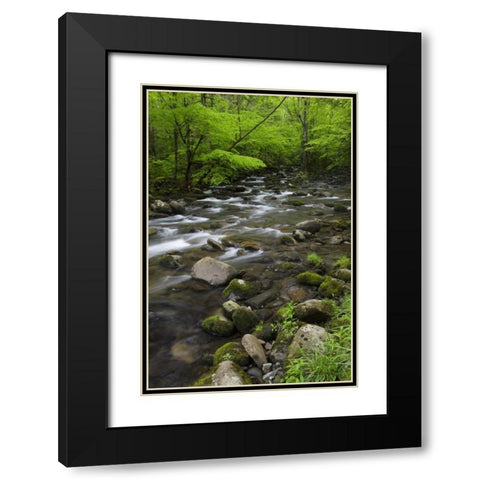 TN, Great Smoky Mts Mountain stream and trees Black Modern Wood Framed Art Print with Double Matting by Flaherty, Dennis