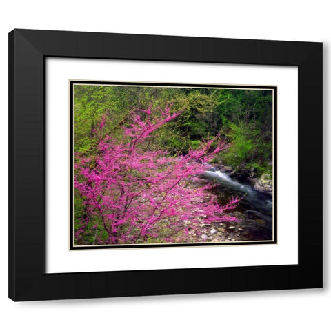 TN, Great Smoky Mountain Redbuds in the forest Black Modern Wood Framed Art Print with Double Matting by Talbot Frank, Christopher