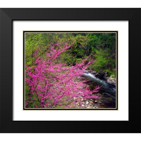 TN, Great Smoky Mountain Redbuds in the forest Black Modern Wood Framed Art Print with Double Matting by Talbot Frank, Christopher